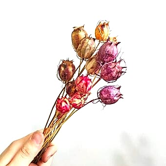 Нигелла земляничная сух.