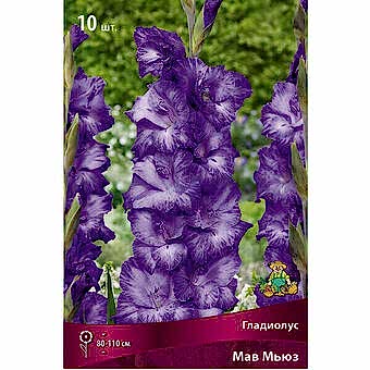 Гладиолус Мав Мьюз 10-12/К 10шт