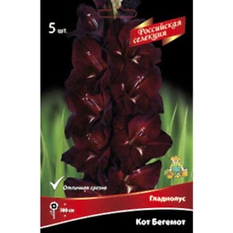 Гладиолус Кот Бегемот 12+/К 5шт