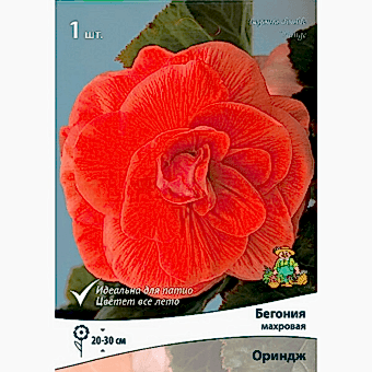 Бегония Махровая Ориндж 5-6/К 1шт