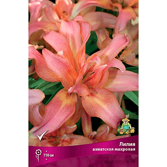 Лилия Азиатская Афродита 14-16/К 2шт
