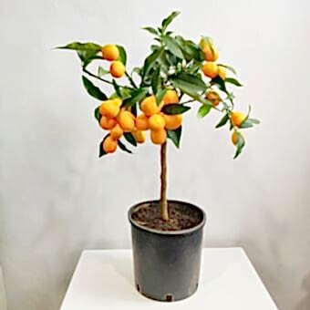 Цитрус Кумкват д.19 см