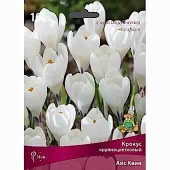 Крокус крупноцветковый Айс Квин 7-8/К 10шт