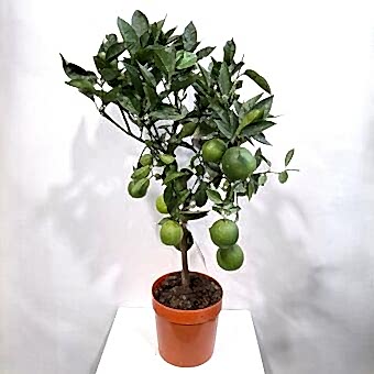 Цитрус Апельсин (Sinensis Arancio) д.21 см