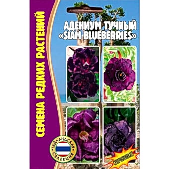 Адениум тучный Siam Blueberries 3шт (Ред.Сем)