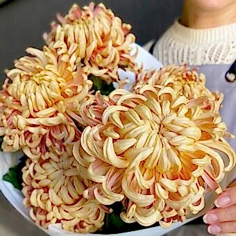 Хризантема Одноголовая Виена Купер, Карамельная
