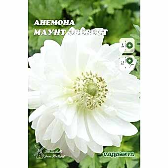 Анемона Маунт Эверест 5/6 10 шт Садовита