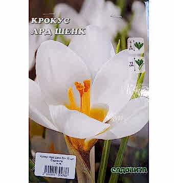 Крокус Ард Шенк 5/+ 10 шт Садовита