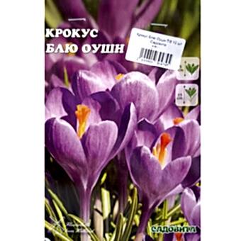 Крокус Блю Оушн 7/8 10 шт Садовита
