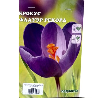 Крокус Флауэр Рекорд 7/8 10 шт Садовита