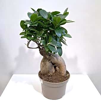 Фикус Микрокарпа Гинсенг д.15