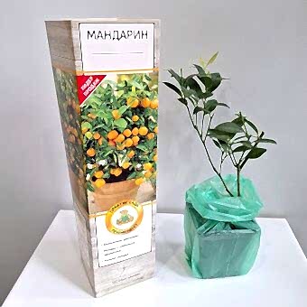 Цитрус Мандарин д.12