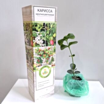 Карисса крупноцветковая (слива комнатная) д.12