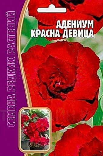 Адениум Красная Девица 3шт (Ред.сем)