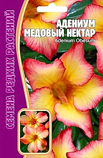 Адениум Медовый Нектар 3шт (Ред.сем)