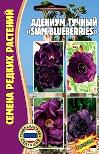 Адениум тучный Siam Blueberries (Ред.сем)
