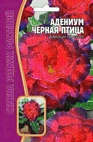 Адениум Черная Птица 3шт (Ред.сем)