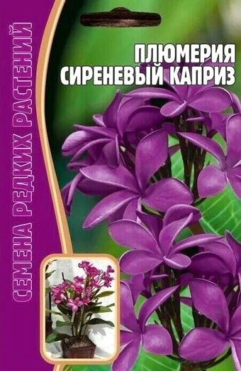 Плюмерия(франжипани) Сиреневый Каприз 3шт(Ред.сем)