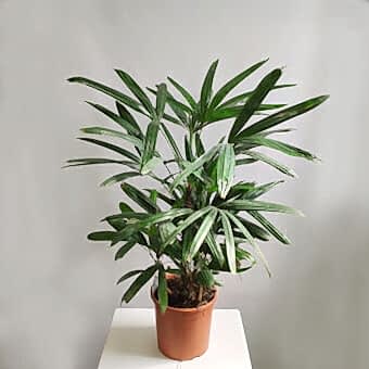 Рапис Эксельза или Высокий (Rhapis Excelsa) д.21/90 см