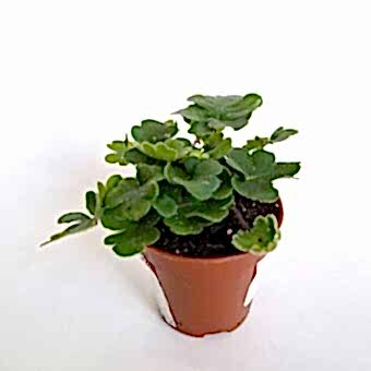 Дориоптерис Кордата д.5 см (Папоротник)