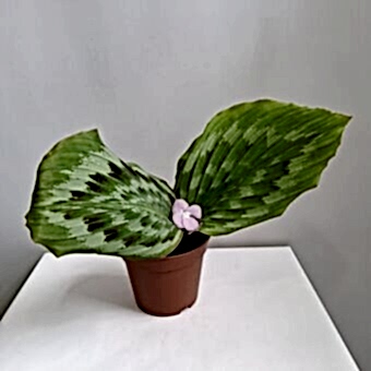 Кемпферия д.14