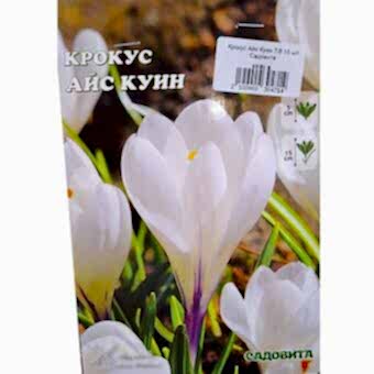 Крокус Айс Куин 7/8 10 шт Садовита