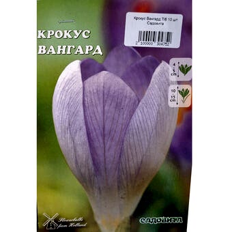 Крокус Вангард 7/8 10 шт Садовита