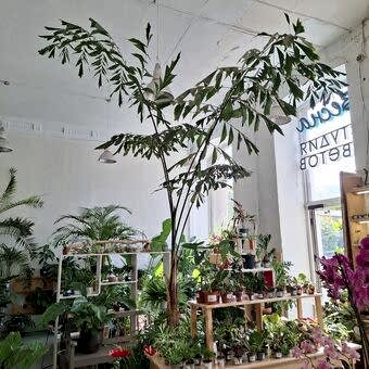 Пальма Кариота (Caryota mitis) д.47